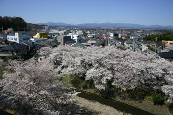 060403sakura.jpg
