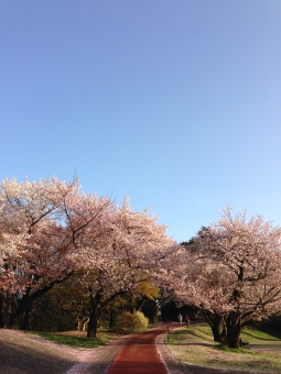 13sakura.jpg
