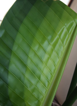 leaf.jpg