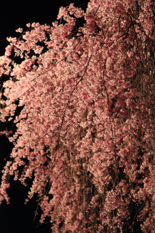 sakura1.jpg
