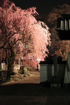 sakura2.jpg