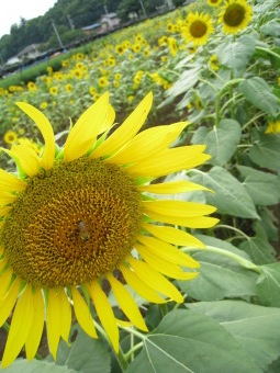 sunflower.jpg