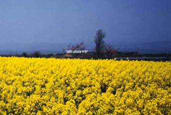 tohoku.jpg